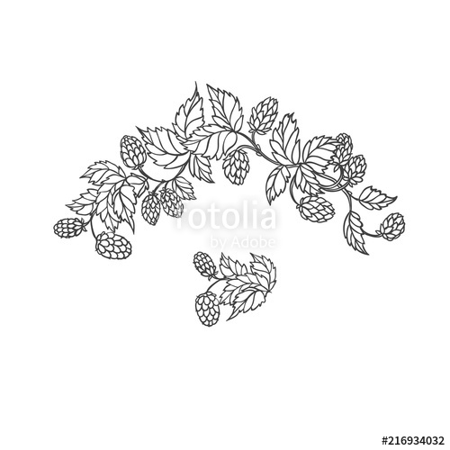 500x500 Vector Sketch Branch Of Hops Symbol Brewing And Main Component