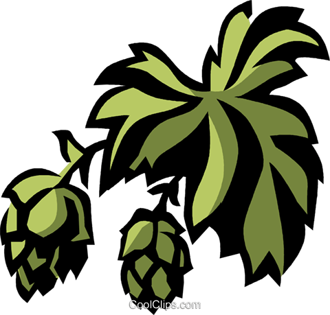 480x459 Hops Royalty Free Vector Clip Art Illustration