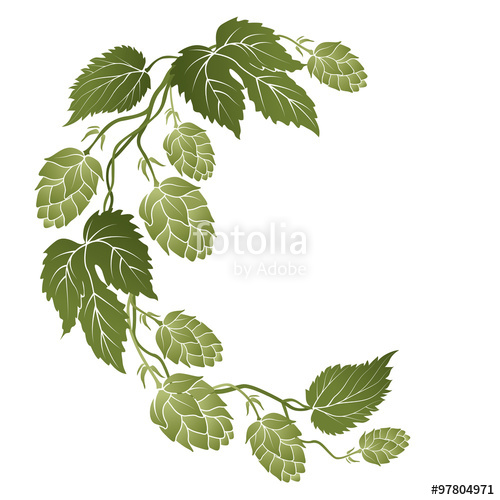 500x500 Illustration Of Curved Branches With Cones Of Hops Stock Image
