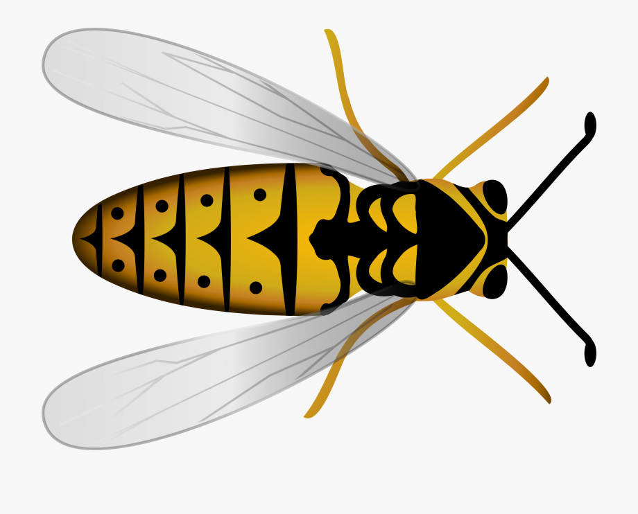 920x742 Hornet Clipart Vector