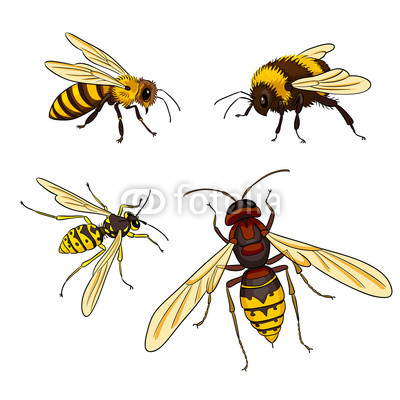 400x400 Bee, Wasp, Bumblebee, Hornet