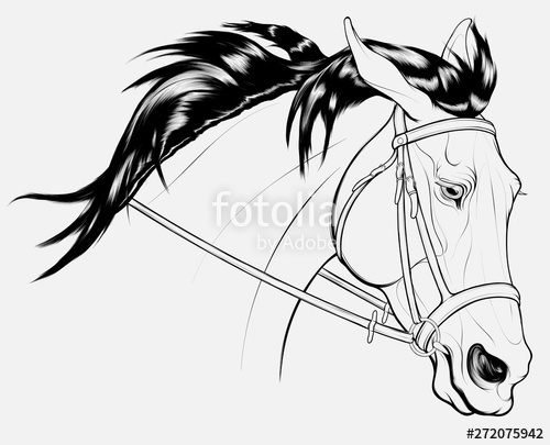 500x405 Linear Portrait Of A Wary Long Maned Stallion, Laid Its Ears Back