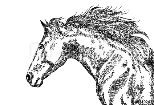 500x341 Horse Face, Race Horse, Stalin