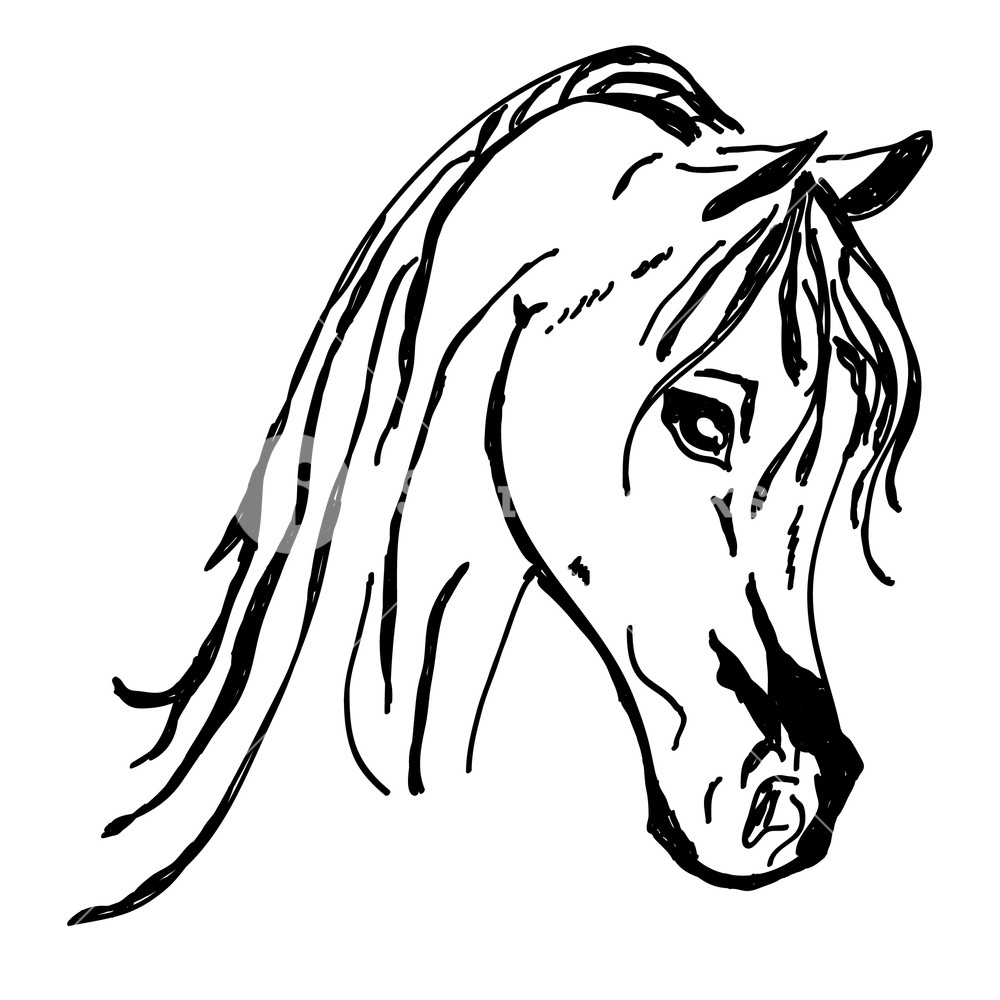 Download Horse Head Silhouette Vector at Vectorified.com ...