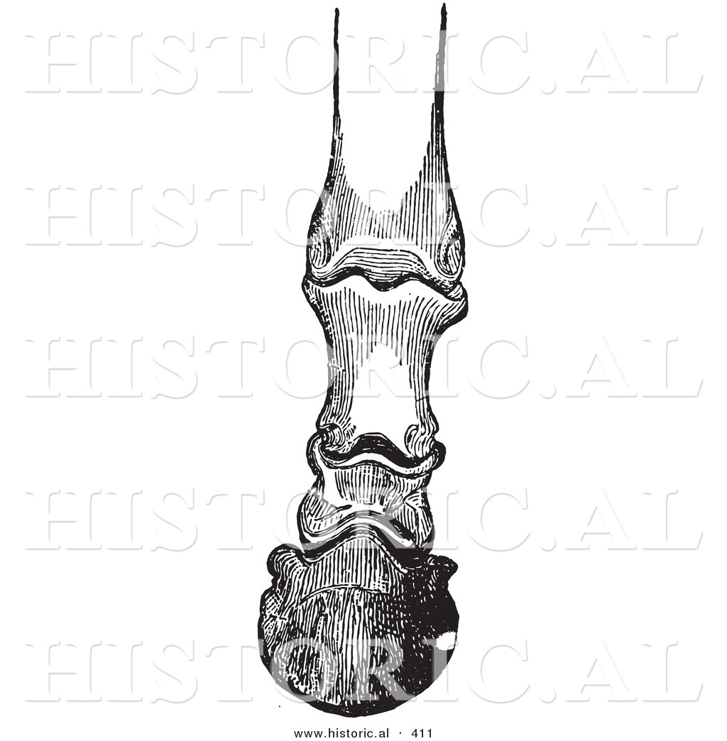 1024x1044 Historical Vector Illustration Of Horse Foot Hoof Bones