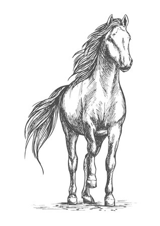 318x450 Sketched Vector Portrait Of Horse White Mare Horse Pacing
