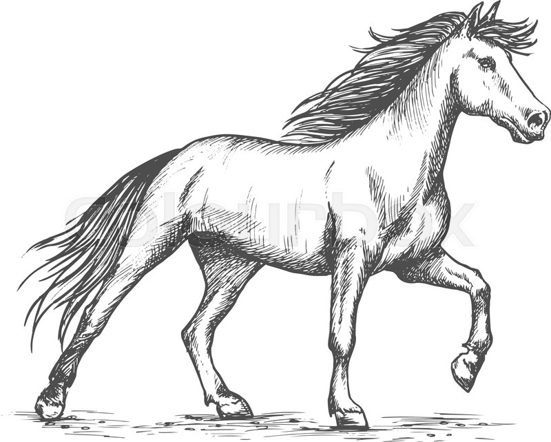 800x642 Slender White Horse Portrait Wild Stock Vector Colourbox