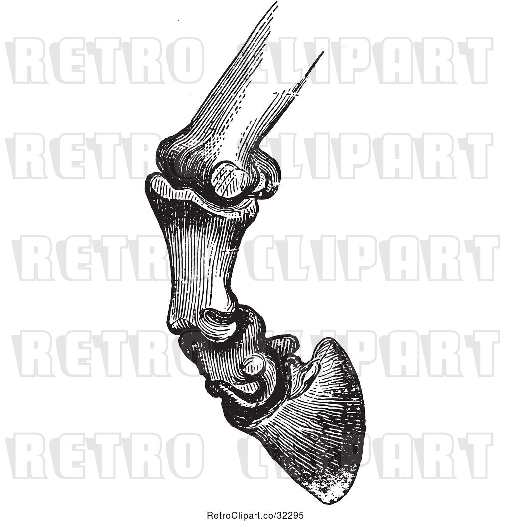 1024x1044 Vector Clip Art Of Retro Engraving Of Horse Bones