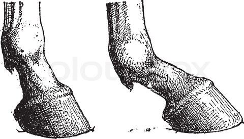 480x275 Vector Of 'horse Hoof Joint, Vintage Engraving' Song Cube