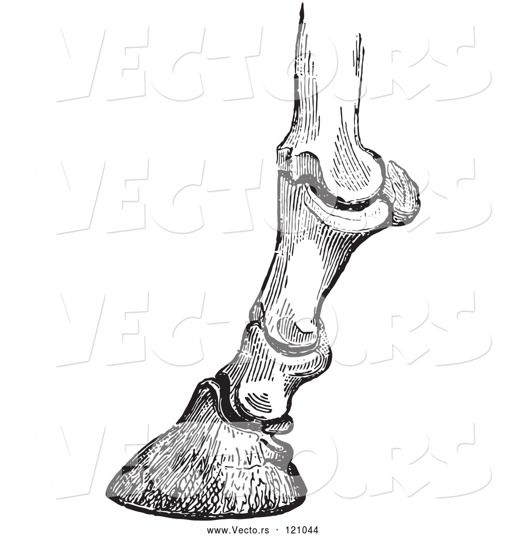 1024x1044 Vector Of Retro Vintage Engraving Of Horse Bones And Articulations