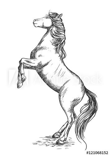 354x500 White Horse Rearing On Hind Hoof Sketch Portrait