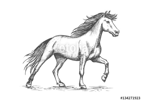 500x354 White Horse Stomping Hoof Sketch Portrait Stock Image And Royalty