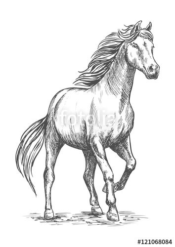 354x500 White Horse With Stomping Hoof Portrait Stock Image And Royalty