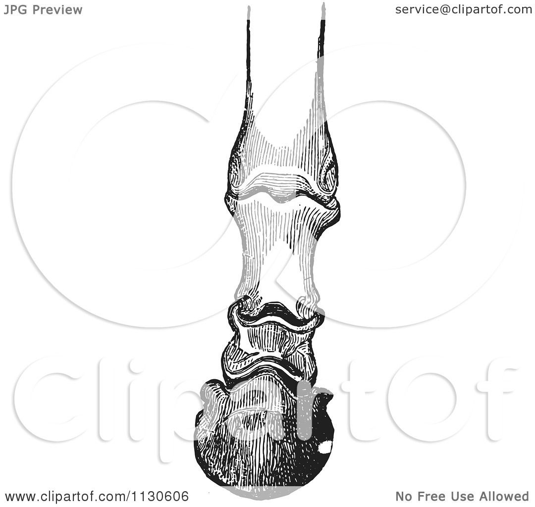 1080x1024 Clipart Of A Retro Vintage Engraving Of Horse Bones