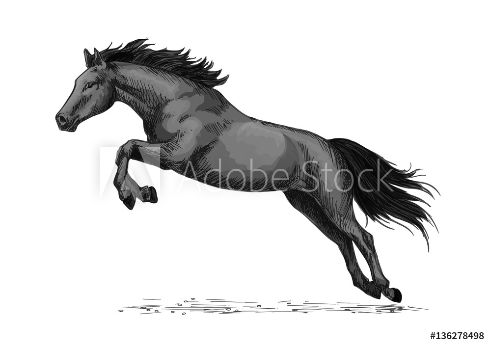 1000x707 Photo Art Print Horse Running And Jumping Vector Sketch Symbol