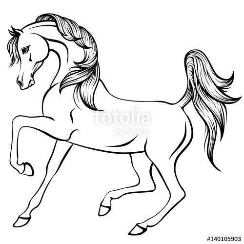 Vector Outline Illustration Of Beautiful Arabian Horse Stock 500x500 Vector Outline Illustration Of Beautiful Arabian Horse Stock