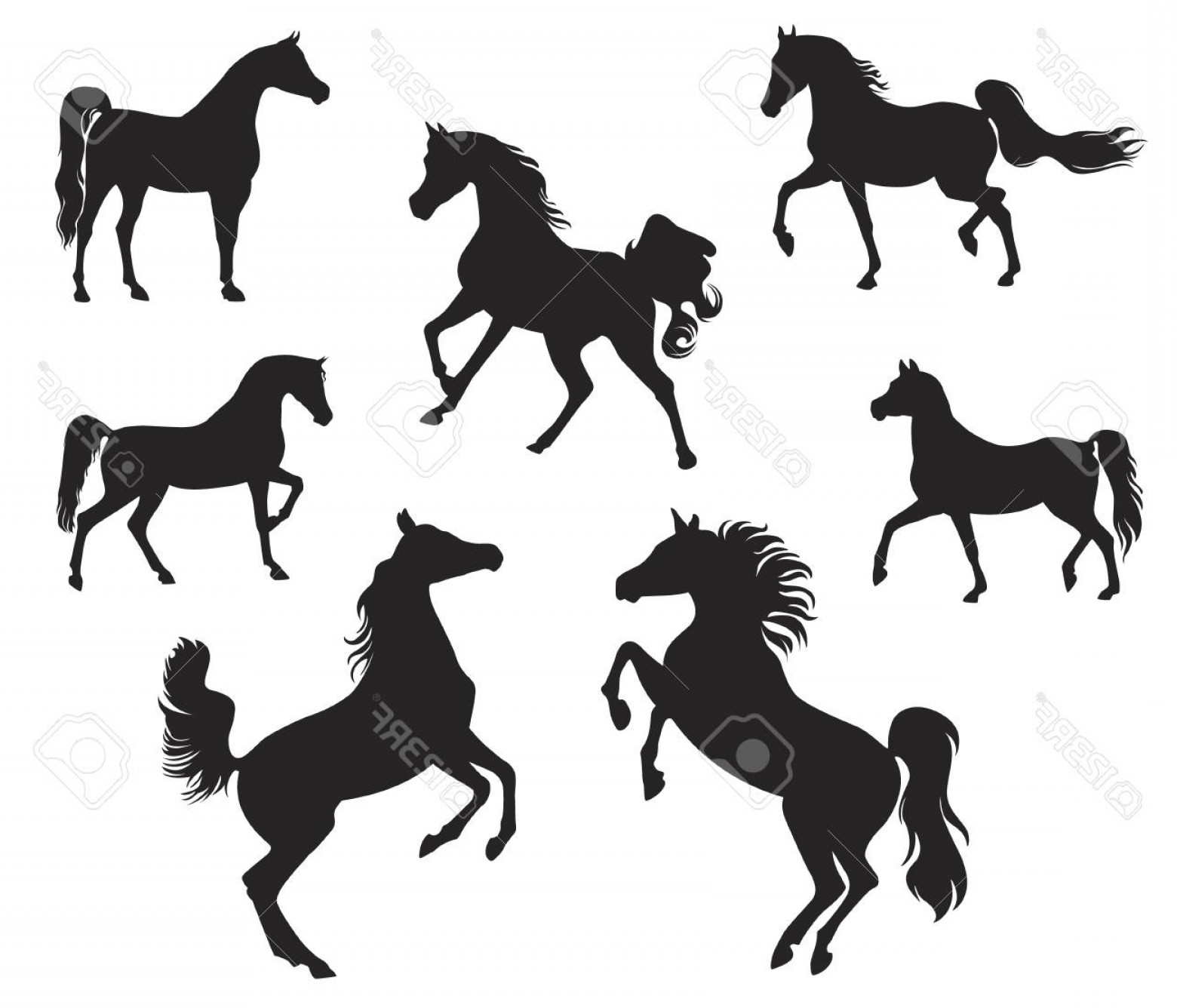 Photostock Vector Silhouettes Of Arabian Horse Cqrecords 1560x1336 Photostock Vector Silhouettes Of Arabian Horse Cqrecords
