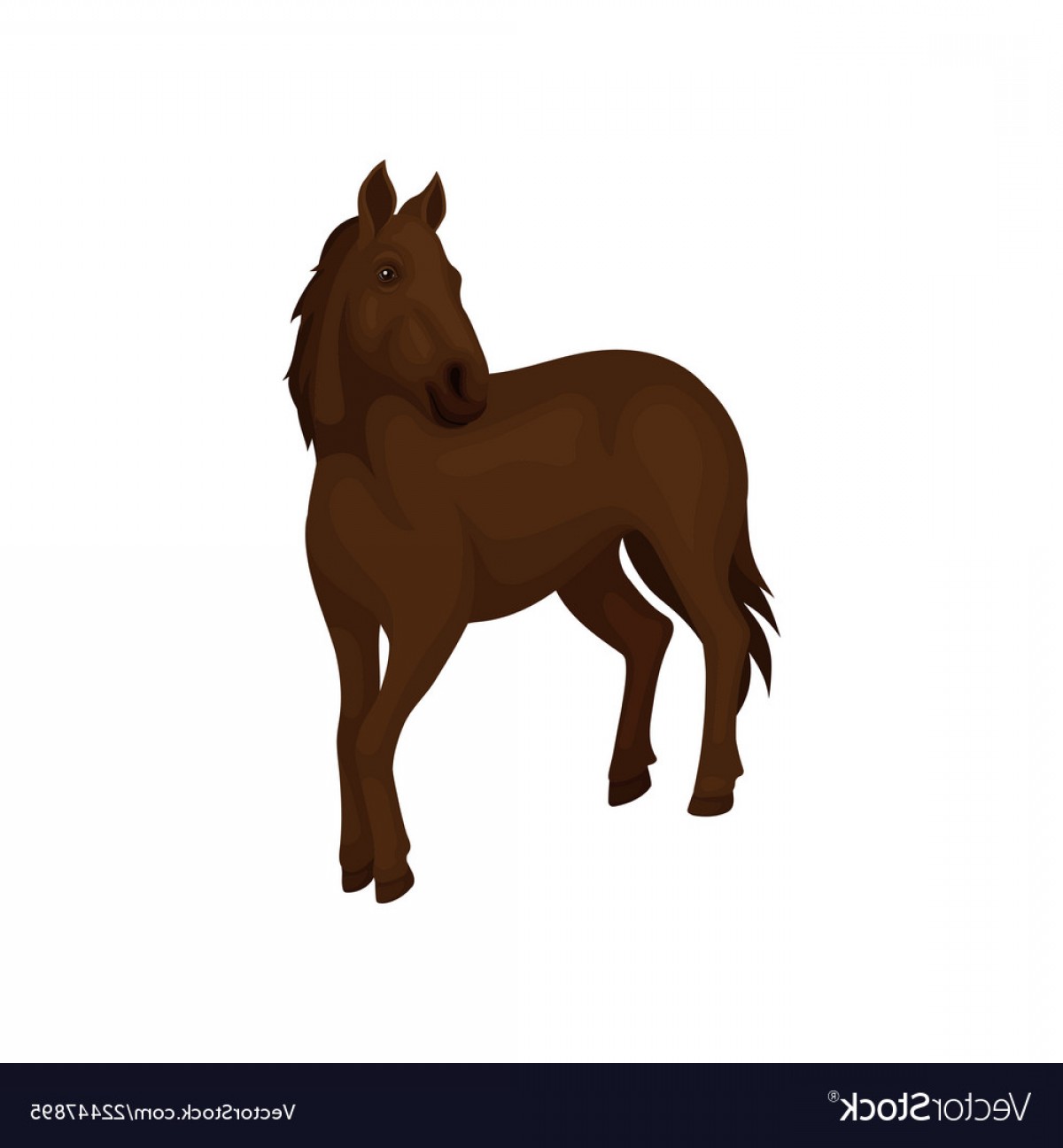 Horse Tail Vector at Vectorified.com | Collection of Horse Tail Vector