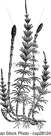 Horse Tail Clipart 179x470 Horse Tail Clipart