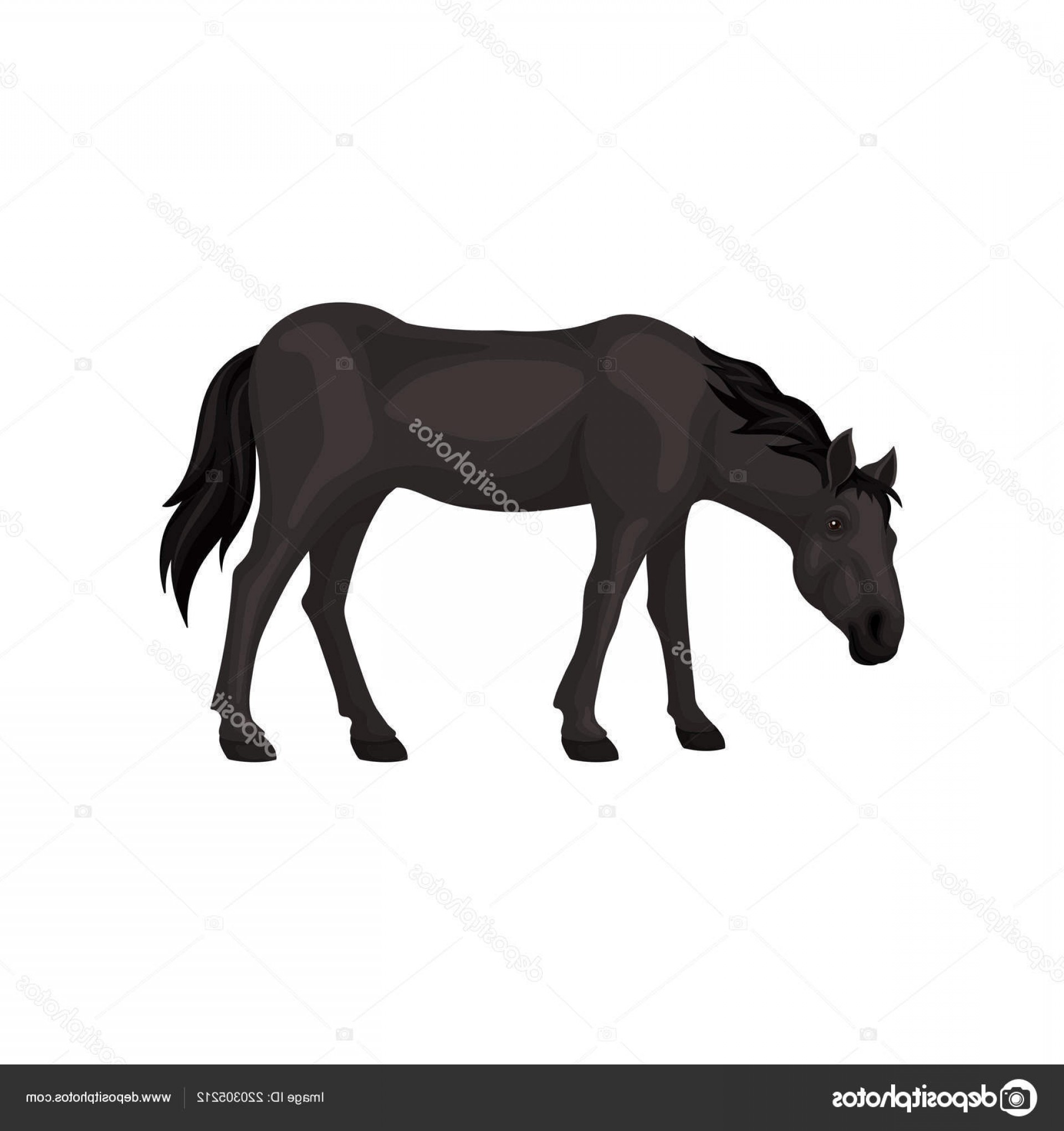 Horse Tail Vector Geekchicpro 1920x2040 Horse Tail Vector Geekchicpro