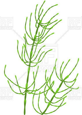 Horsetail 284x400 Horsetail