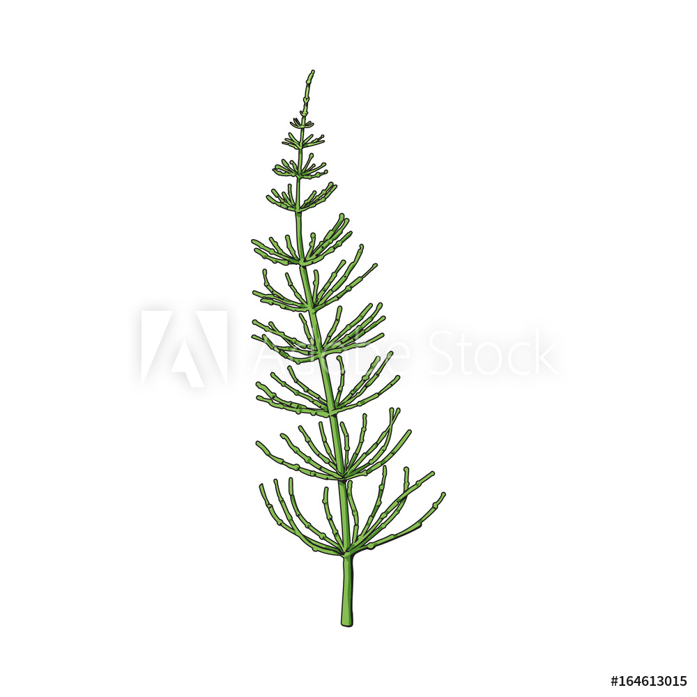 Photo Art Print Beautiful Equisetum, Horsetail Twig, Branch 1000x1000 Photo Art Print Beautiful Equisetum, Horsetail Twig, Branch