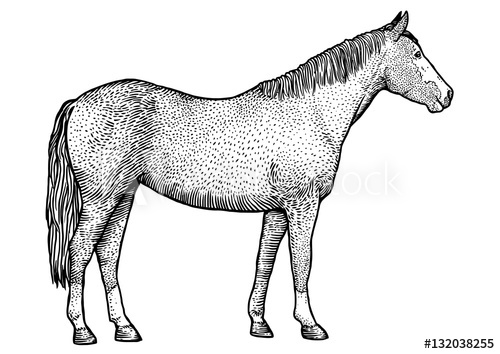 Engraving, Drawing, Illustration, Vector, Horse, Tail, Mane, Hoof 500x354 Engraving, Drawing, Illustration, Vector, Horse, Tail, Mane, Hoof