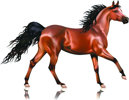 448x347 Horse Free Vector Download