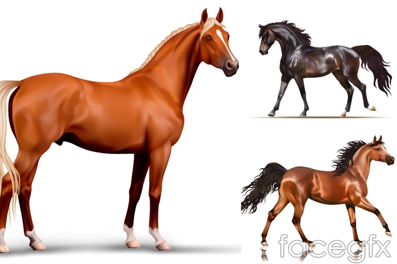 Horse Vector Free