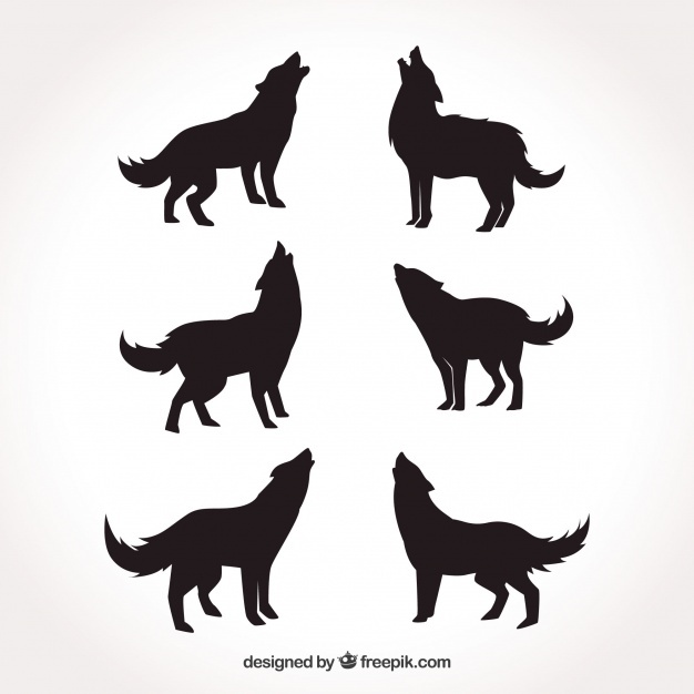 Howling Wolf Vectors, Photos And Free Download 626x626 Howling Wolf Vectors, Photos And Free Download