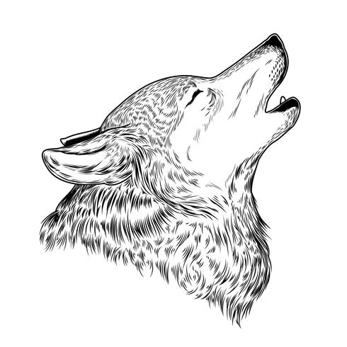 Vector Illustration Of A Howling Wolf 490x490 Vector Illustration Of A Howling Wolf