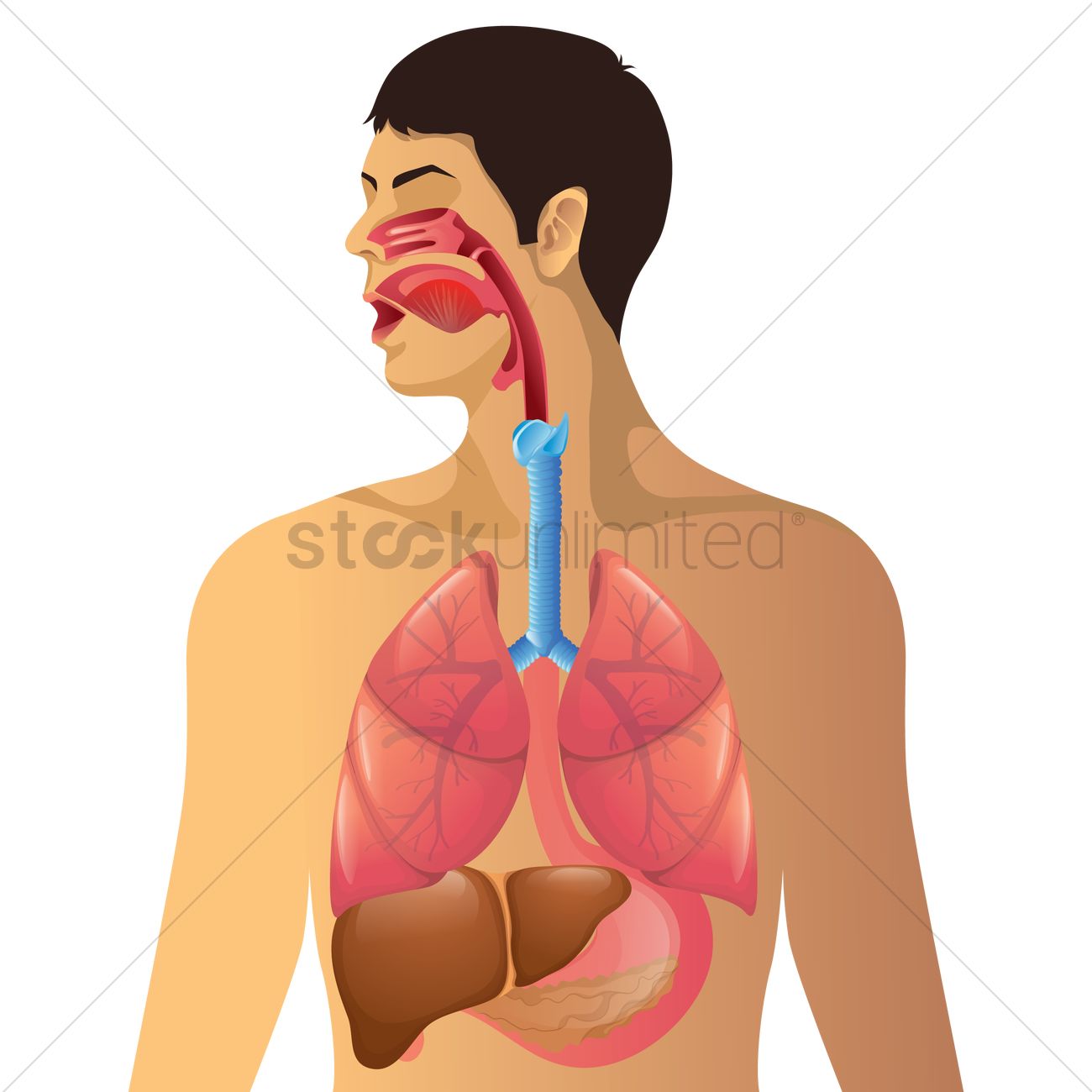 1300x1300 Human Anatomy Vector Image