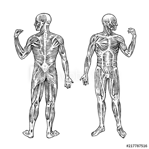 500x500 Human Anatomy Muscular And Bone System Male Body Vector