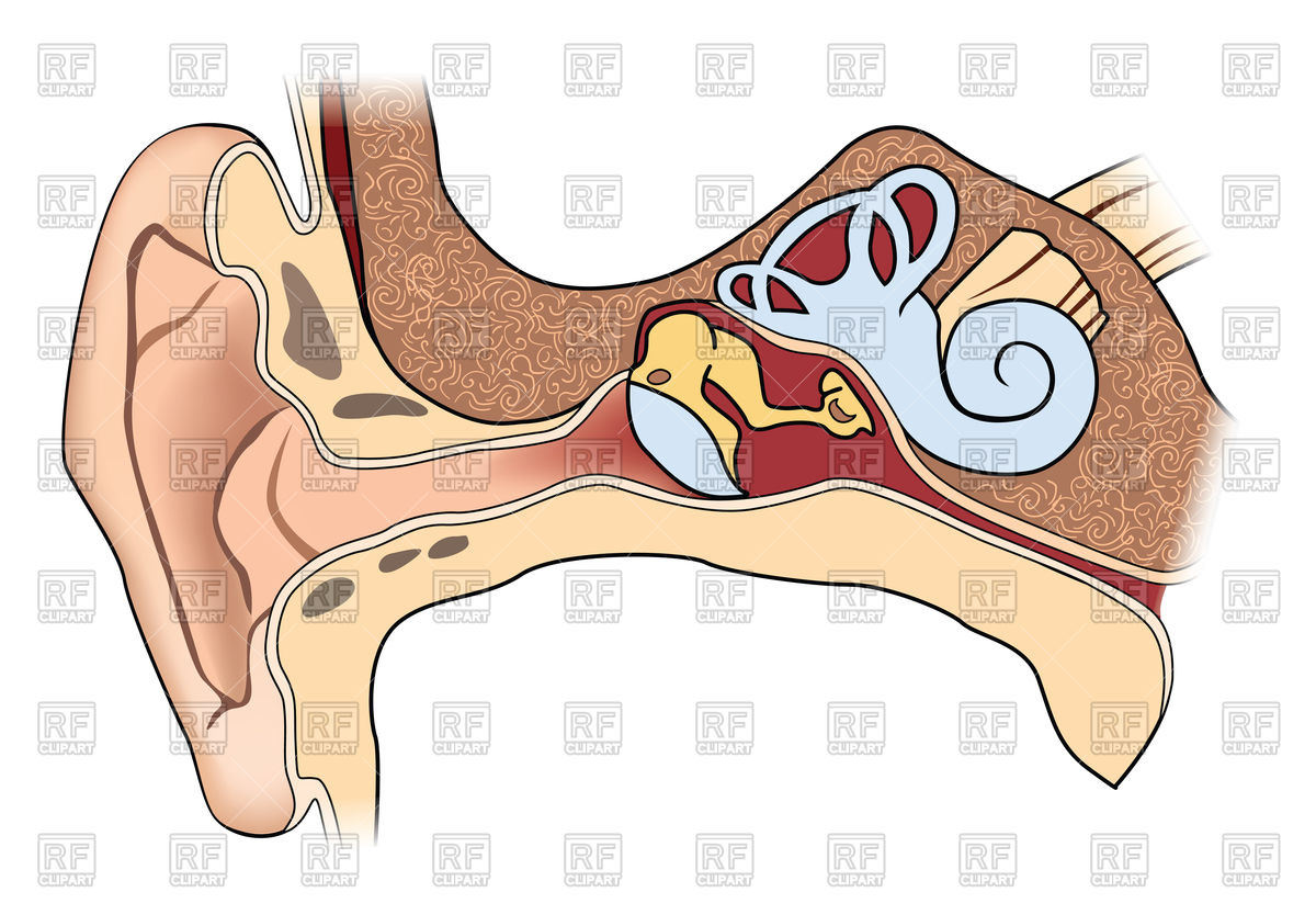 1200x834 Human Ear Anatomy Vector Image Of Healthcare, Medical Terriana