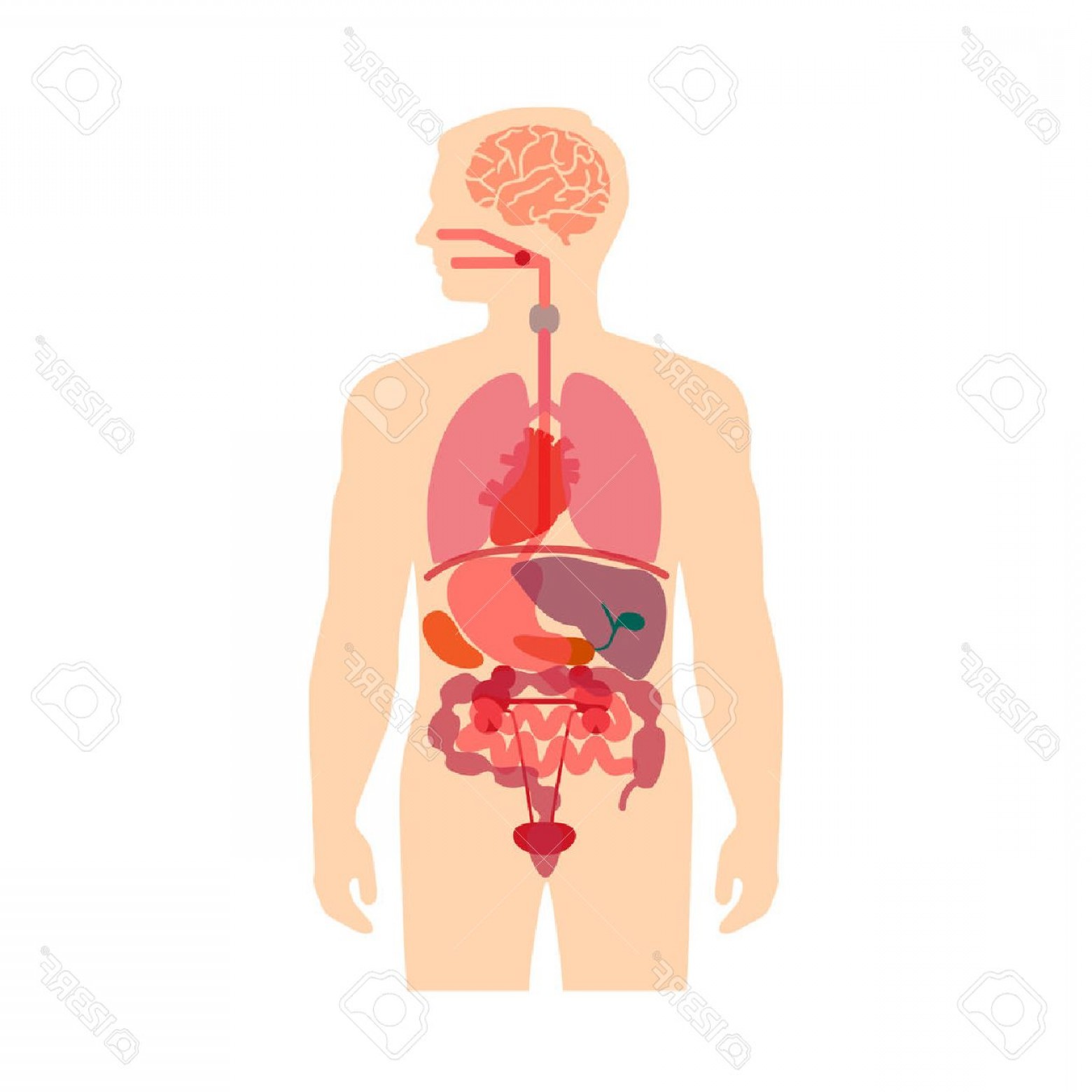 1560x1560 Photostock Vector Human Body Anatomy Medical Organs Vector System
