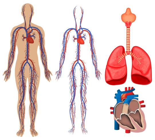 541x490 Circulatory System In Human Body