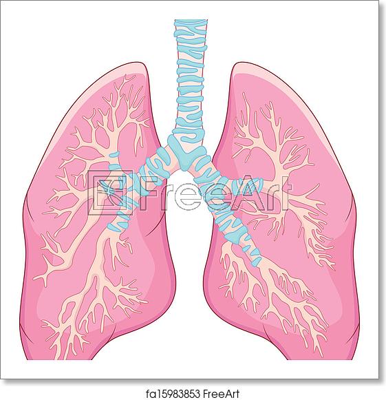 561x581 Free Art Print Of Human Lung Anatomy Vector Illustration Of Human