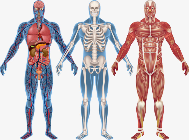650x481 Human Anatomy Png, Vector, And Clipart With Transparent