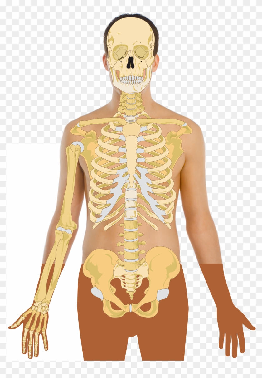 840x1212 Human Anatomy Vector