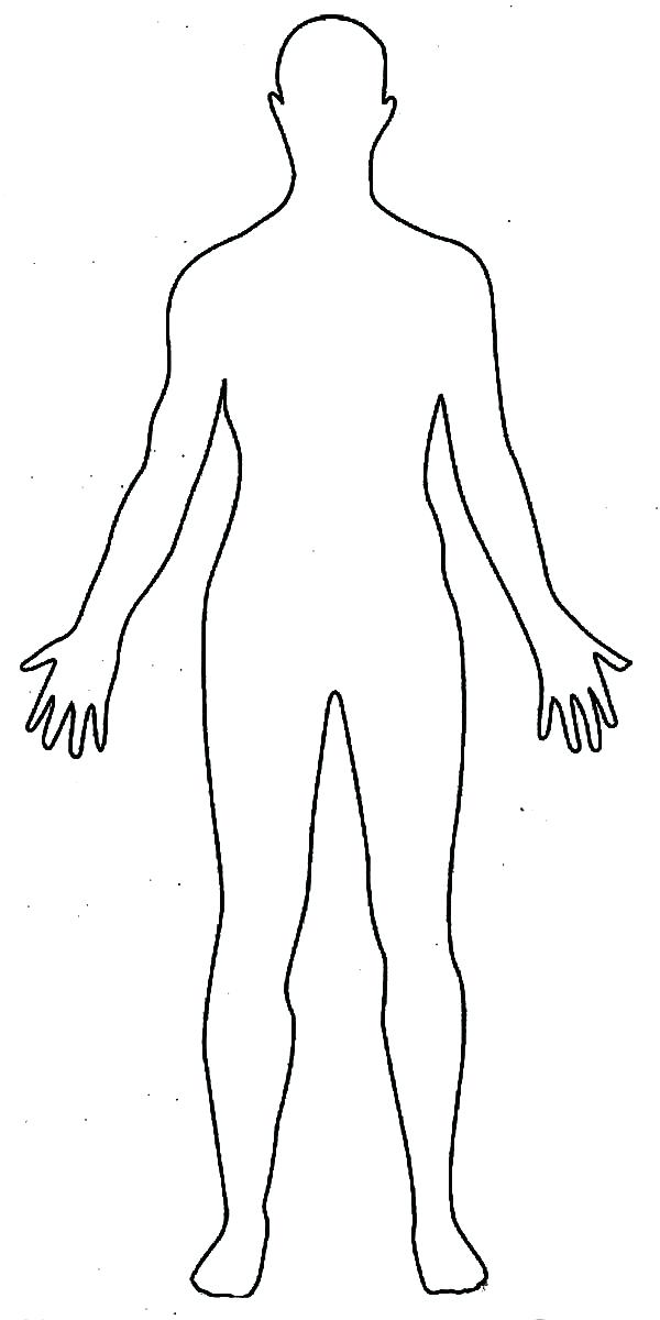 Human Body Outline Stock Vector Illustration And Royalty Free 600x1200 Human Body Outline Stock Vector Illustration And Royalty Free