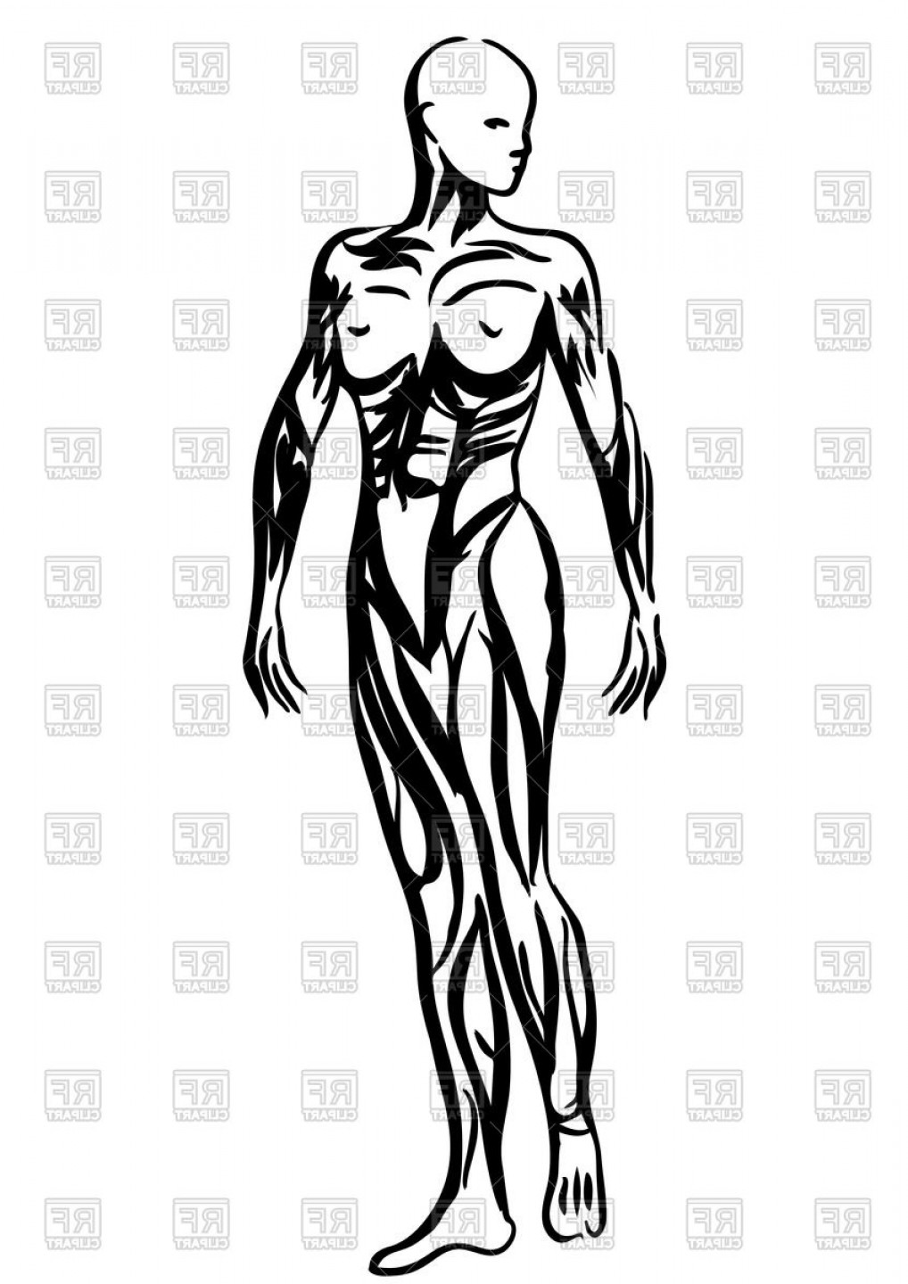 Outlines Of Human Body Woman Anatomy Vector Clipart Soidergi 1018x1440 Outlines Of Human Body Woman Anatomy Vector Clipart Soidergi