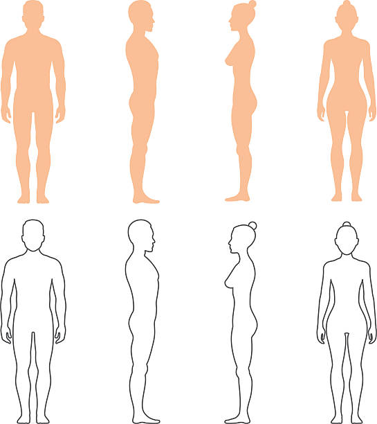 Free Clipart Images Of Outline Human Body Clip Art Images 545x612 Free Clipart Images Of Outline Human Body Clip Art Images