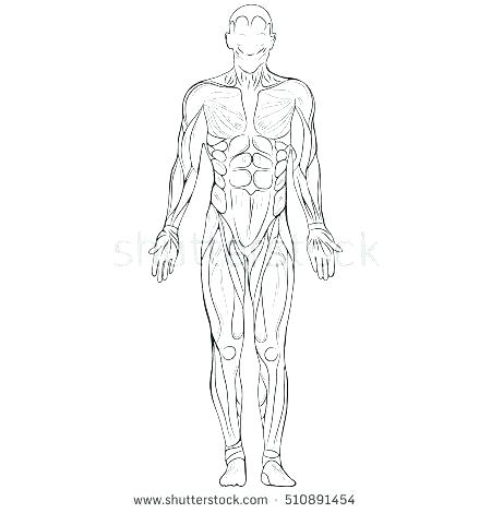 Human Body Silhouette Vector