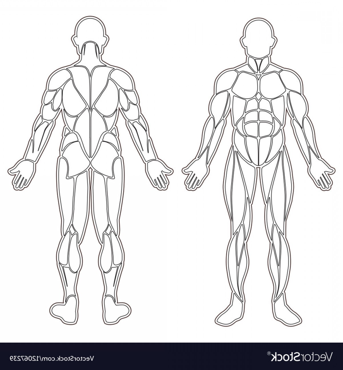 Human Body Silhouette Vector at Vectorified.com | Collection of Human ...