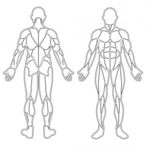 Human Body Muscles Silhouette Vector Catchsplace 300x300 Human Body Muscles Silhouette Vector Catchsplace