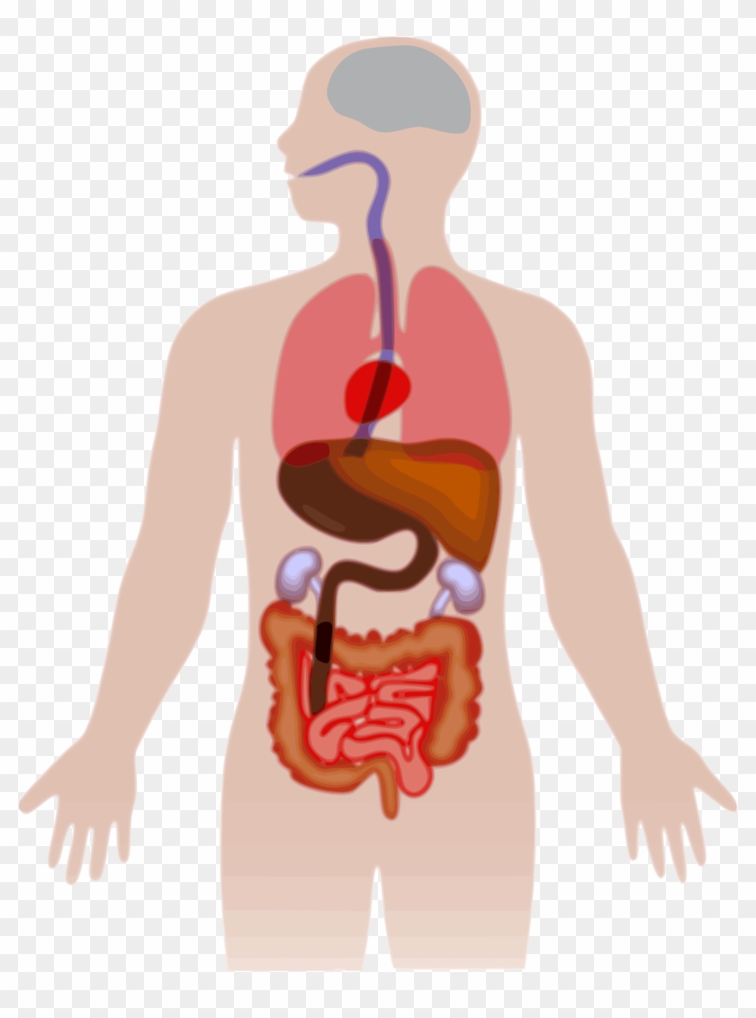 Human Body Silhouette Vector At Getdrawings Com Free 840x1131 Human Body Silhouette Vector At Getdrawings Com Free