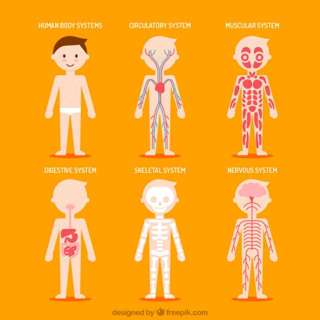 Body Vectors, Photos And Free Download 626x626 Body Vectors, Photos And Free Download
