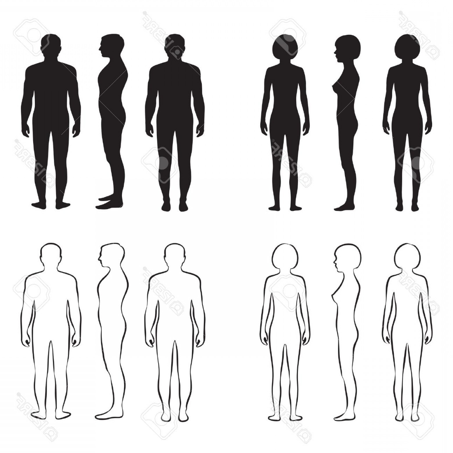 Photostock Vector Human Body Anatomy Front Vector Man Woman 1560x1560 Photostock Vector Human Body Anatomy Front Vector Man Woman