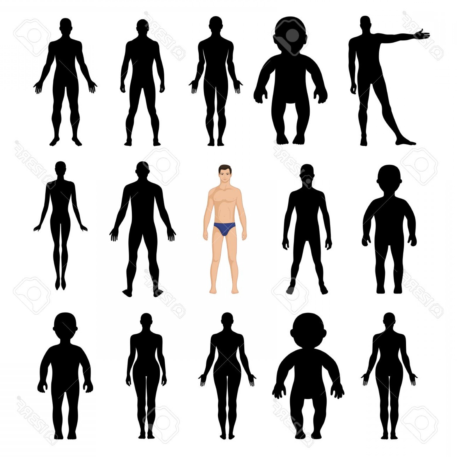 Photostock Vector Human Silhouettes Template Figure Front And Back 1560x1560 Photostock Vector Human Silhouettes Template Figure Front And Back