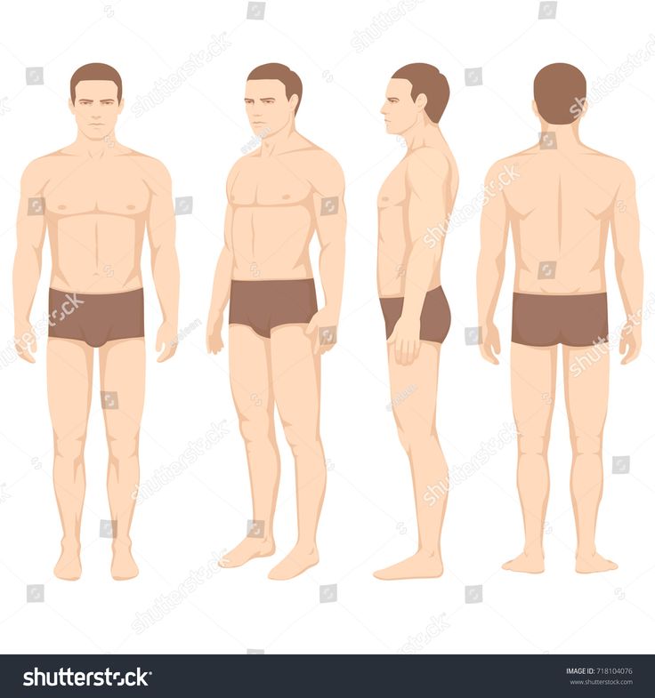 Vector Man Human Body Anatomy, Vector Man Silhouette, Front Back 736x785 Vector Man Human Body Anatomy, Vector Man Silhouette, Front Back